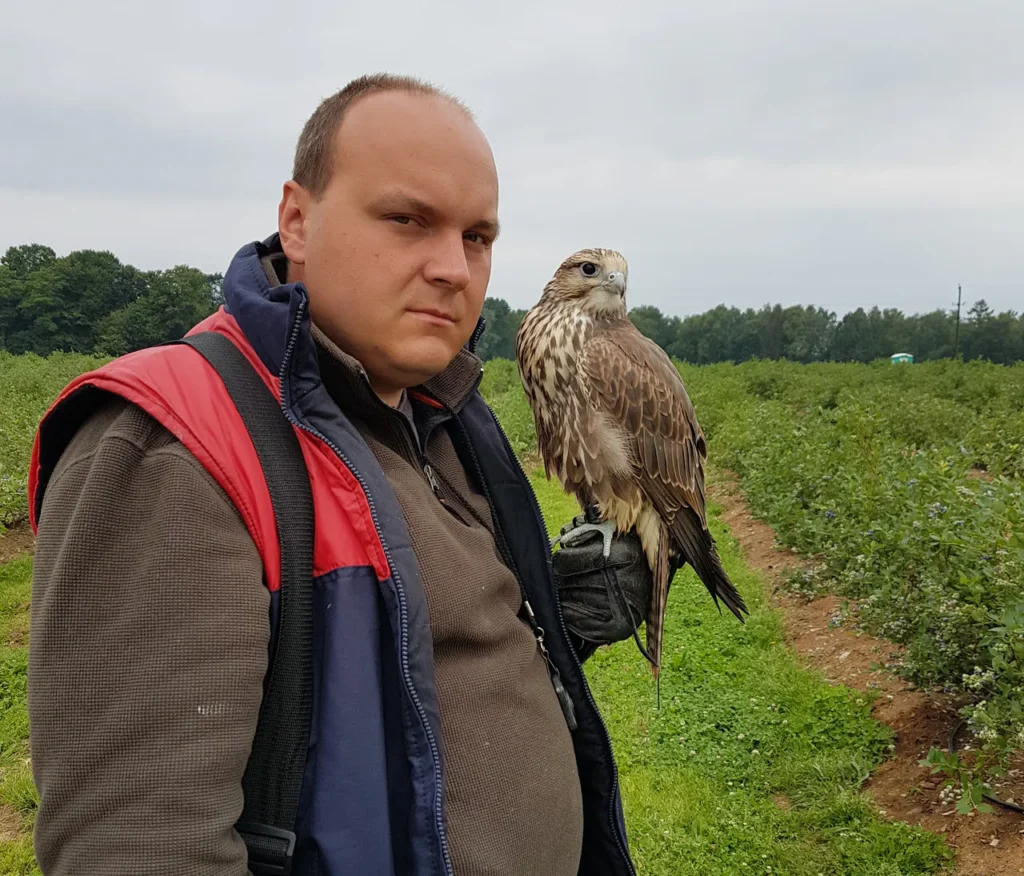 płoszenie szpaków na plantacji borówki amerykańskiej
